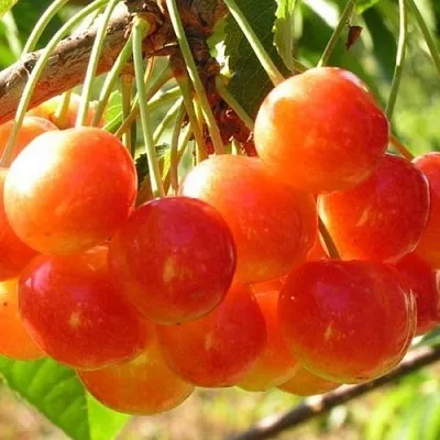 Черешня СОПЕРНИЦА  Черешня СОПЕРНИЦА в Череповце