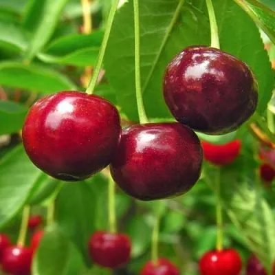 Вишня УЙФЕХЕРТОЙ ФЮРТОШ в Череповце