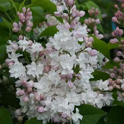 Сирень КРАСАВИЦА МОСКВЫ  Сирень КРАСАВИЦА МОСКВЫ в Череповце