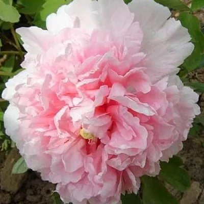 Пион БУКЕТ РОЗОВЫХ ГВОЗДИК древовидный  Пион БУКЕТ РОЗОВЫХ ГВОЗДИК древовидный в Череповце