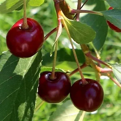 Дюк НАДЕЖДА  Дюк НАДЕЖДА в Череповце