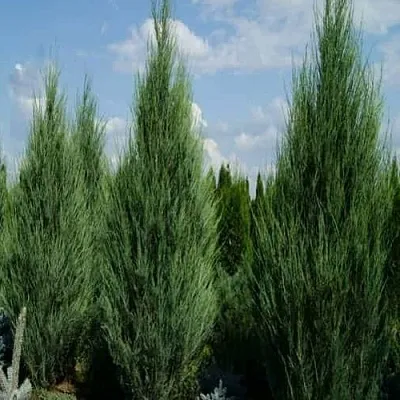 Можжевельник СКАЙРОКЕТ скальный  Можжевельник СКАЙРОКЕТ скальный в Череповце