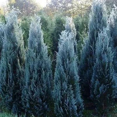 Кипарисовик ДАРТС БЛЮ РИББОН лавсона в Череповце