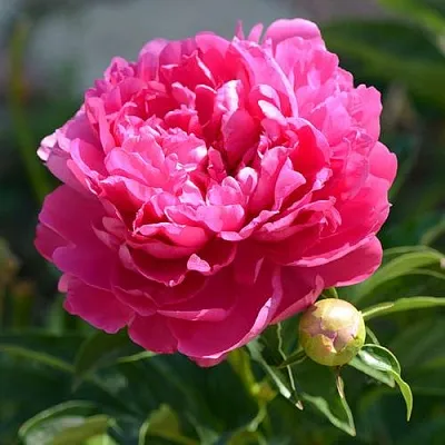 Пион БУШЕЛА травянистый  Пион БУШЕЛА травянистый в Череповце