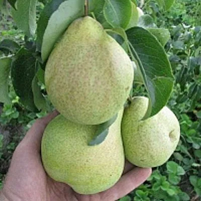 Груша КУДЕСНИЦА  Груша КУДЕСНИЦА в Череповце