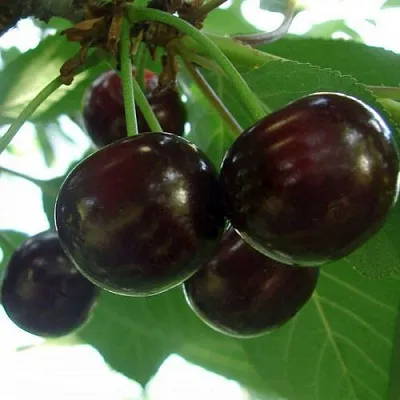 Дюк КСЕНИЯ (ЧЕРЕВИШНЯ)  Дюк КСЕНИЯ (ЧЕРЕВИШНЯ) в Череповце