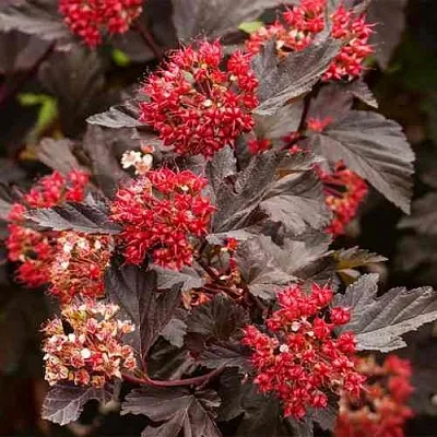 Пузыреплодник РЕД БАРОН  Пузыреплодник РЕД БАРОН в Череповце