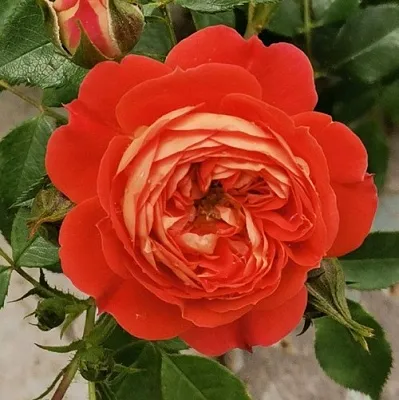 Саженцы роз СТАРЛЕТ РОУЗ КАРМЕН плетистая  Саженцы роз СТАРЛЕТ РОУЗ КАРМЕН плетистая в Череповце