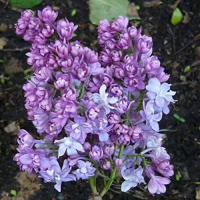 Сирень НАДЕЖДА  Сирень НАДЕЖДА в Череповце