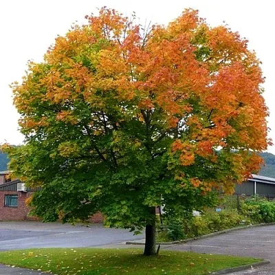 Клен остролистный  Клен остролистный в Череповце