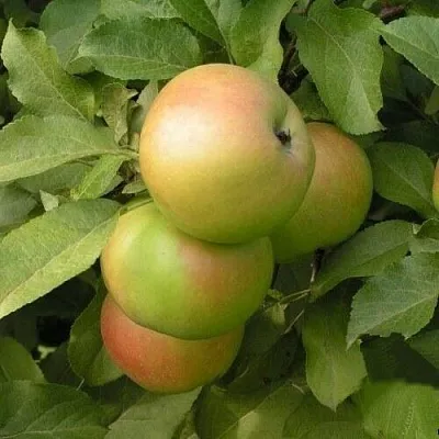 Яблоня ВЕРБНОЕ  Яблоня ВЕРБНОЕ в Череповце