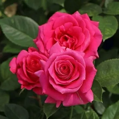 Саженцы роз ЛАВ ЛЕТТЕР флорибунда  Саженцы роз ЛАВ ЛЕТТЕР флорибунда в Череповце