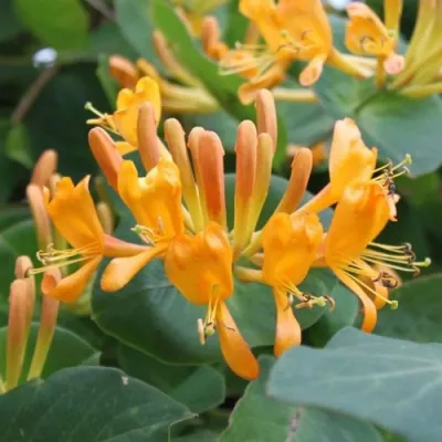 Жимолость ТЕЛЬМАНА в Череповце