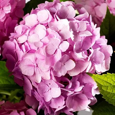 Гортензия БУКЕТ РОУЗ крупнолистная  Гортензия БУКЕТ РОУЗ крупнолистная в Череповце