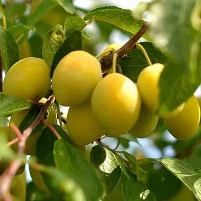 Слива ОЧАКОВСКАЯ ЖЕЛТАЯ  Слива ОЧАКОВСКАЯ ЖЕЛТАЯ в Череповце