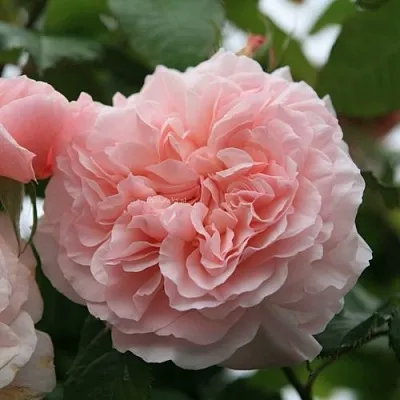 Саженцы роз РОЗ ДЕ ТОЛБИАК плетистая  Саженцы роз РОЗ ДЕ ТОЛБИАК плетистая в Череповце