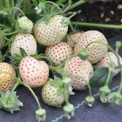 Клубника АНАНАСА ремонтантная в Череповце