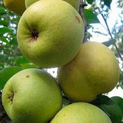 Груша РОГНЕДА  Груша РОГНЕДА в Череповце