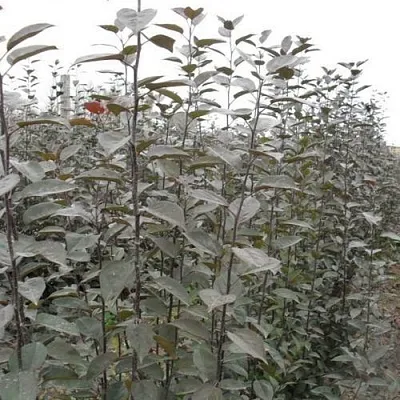 Подвой яблони 54-118  Подвой яблони 54-118 в Череповце