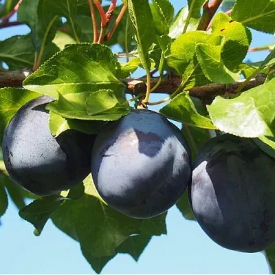 Слива ВОЛАТ  Слива ВОЛАТ в Череповце