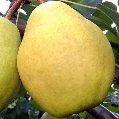 Груша ОСЕННИЙ ВЕЛИКАН  Груша ОСЕННИЙ ВЕЛИКАН в Череповце