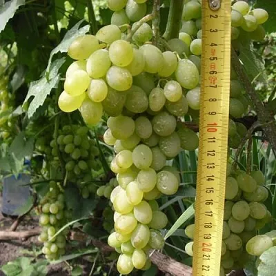 Виноград АНАНАСНЫЙ РАННИЙ в Череповце