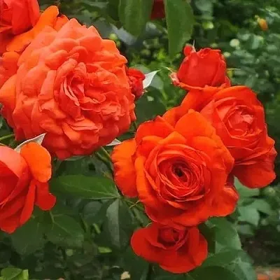 Саженцы роз МАЙНТАУЭР плетистая  Саженцы роз МАЙНТАУЭР плетистая в Череповце