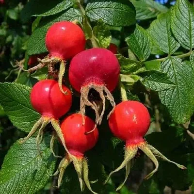 Шиповник ВИТАМИННЫЙ ВНИВИ в Череповце