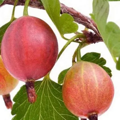 Крыжовник ЯРКИЙ  Крыжовник ЯРКИЙ в Череповце