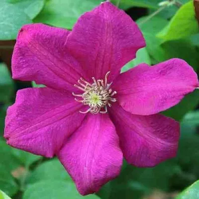 Клематис ЭРНЕСТ МАРКХАМ  Клематис ЭРНЕСТ МАРКХАМ в Череповце