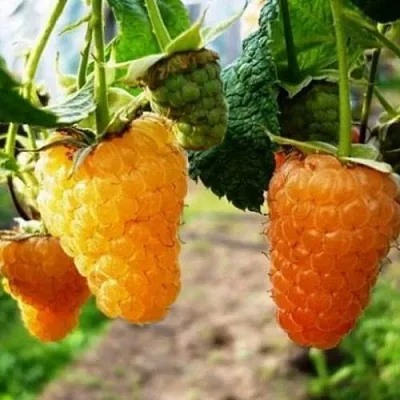 Малина ОРАНЖЕВОЕ ЧУДО  Малина ОРАНЖЕВОЕ ЧУДО в Череповце