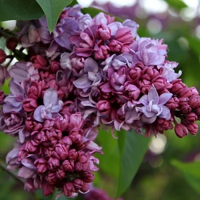 Сирень П.П.КОНЧАЛОВСКИЙ  Сирень П.П.КОНЧАЛОВСКИЙ в Череповце