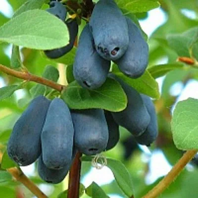 Жимолость съедобная ЮГАНА в Череповце