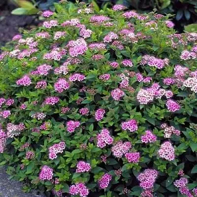 Спирея ЛИТЛ ПРИНЦЕСС японская  Спирея ЛИТЛ ПРИНЦЕСС японская в Череповце