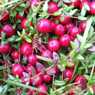 Клюква ПИЛИГРИМ  Клюква ПИЛИГРИМ в Череповце