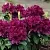 Рододендрон КАЛИ в Череповце