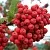 Рябина АЛАЯ КРУПНАЯ сладкоплодная в Череповце