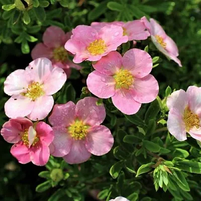 Лапчатка ЛАВЛИ ПИНК кустарниковая  Лапчатка ЛАВЛИ ПИНК кустарниковая в Череповце