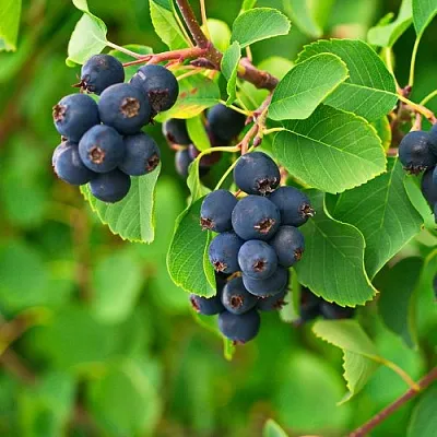 Ирга КОЛОСИСТАЯ в Череповце