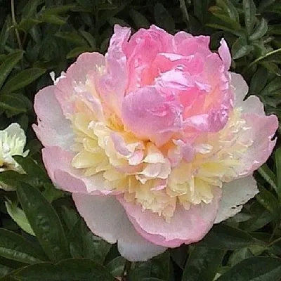 Пион РАСБЕРРИ САНДЕЙ травянистый  Пион РАСБЕРРИ САНДЕЙ травянистый в Череповце