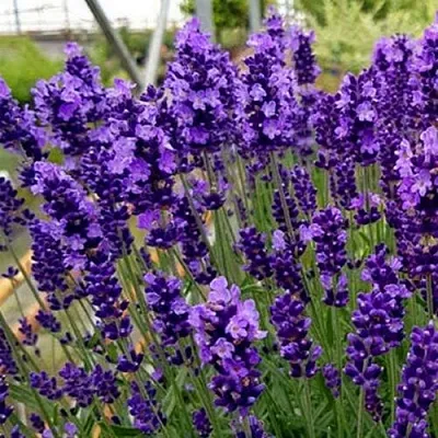 Лаванда ХИДКОТ БЛЮ узколистная  Лаванда ХИДКОТ БЛЮ узколистная в Череповце