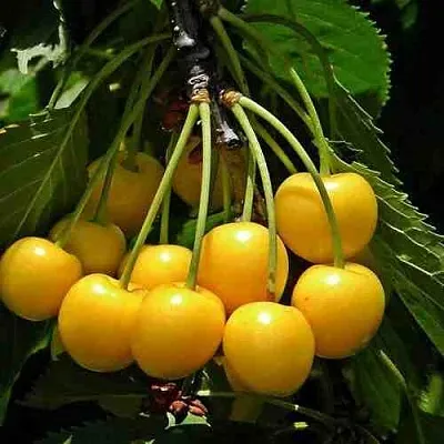 Черешня ЧЕРМАШНАЯ  Черешня ЧЕРМАШНАЯ в Череповце