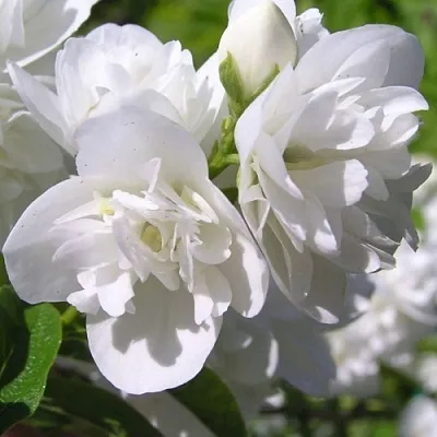 Жасмин ЖИРАНДОЛЬ  Жасмин ЖИРАНДОЛЬ в Череповце