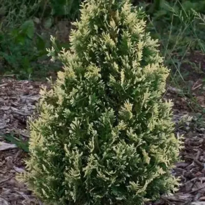 Туя БРАБАНТ ВАРИЕГАТТА западная — описание сорта Туя БРАБАНТ ВАРИЕГАТТА западная в Череповце