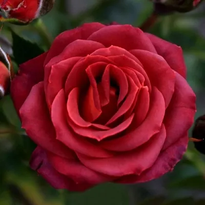 Саженцы роз ЧОКОЧИНО спрей  Саженцы роз ЧОКОЧИНО спрей в Череповце