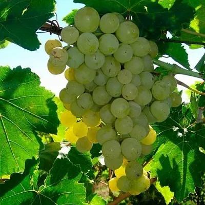 Виноград КИШМИШ МУСКАТНЫЙ в Череповце