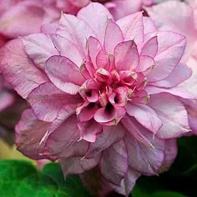 Клематис ИННОСЕНТ ГЛАНС  Клематис ИННОСЕНТ ГЛАНС в Череповце