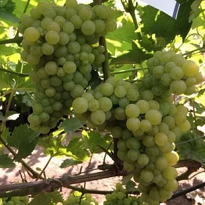 Виноград КИШМИШ 311 в Череповце