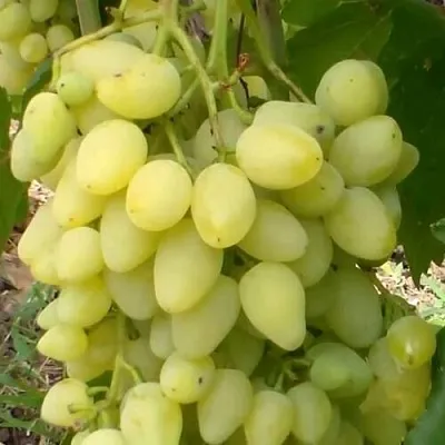 Виноград ЗАРНИЦА в Череповце