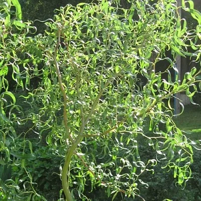 Ива МАТСУДАНА  Ива МАТСУДАНА в Череповце